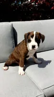 Piper, a female Boxer for sale in Fredericksburg, OH – 1 of 4