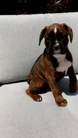 Izzy, a female Boxer for sale in Fredericksburg, OH – 4 of 5