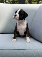 Cooper, a male Boxer for sale in Fredericksburg, OH – 4 of 5