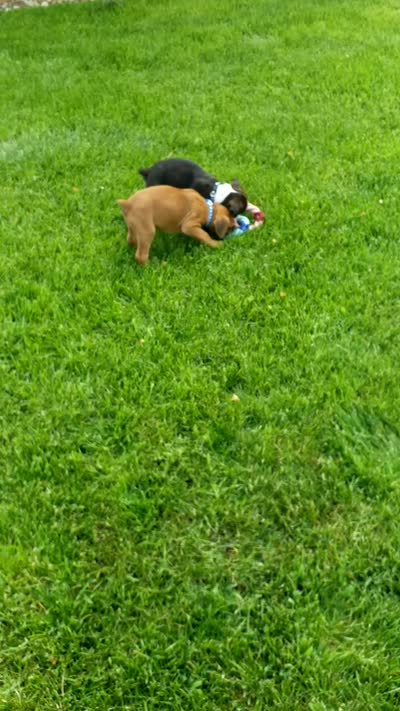 Cooper, a male Boxer for sale in Fredericksburg, OH – 5 of 5