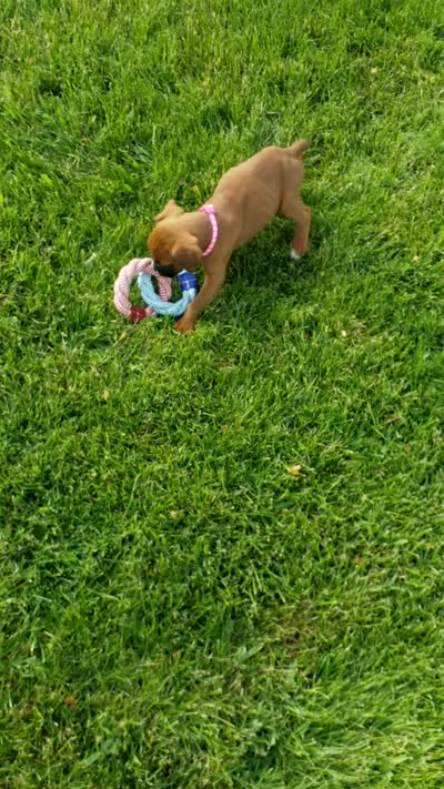 Lola, a female Boxer for sale in Fredericksburg, OH – 4 of 4