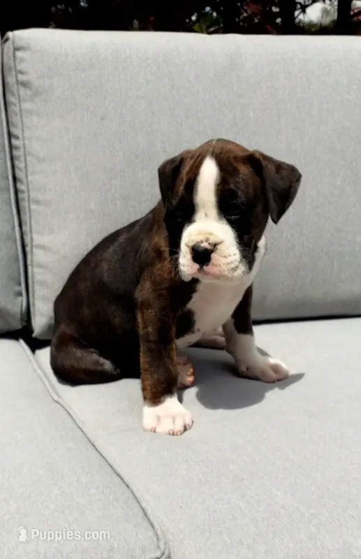 Cooper – Boxer puppy for sale in Fredericksburg, OH