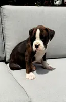 Cooper, a male Boxer for sale in Fredericksburg, OH – 1 of 5