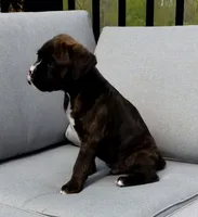 Baxter , a male Boxer for sale in Fredericksburg, OH – 2 of 4