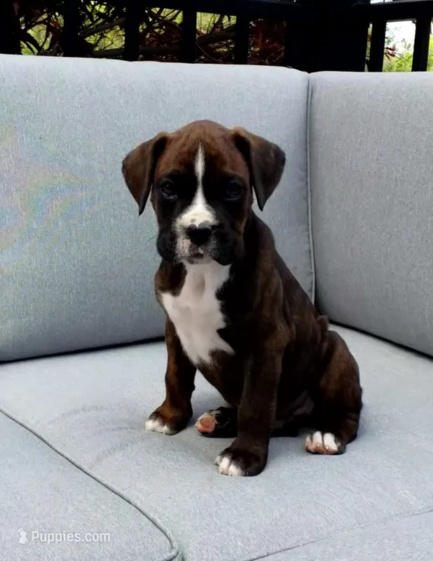 Bentley  – Boxer puppy for sale in Fredericksburg, OH