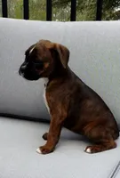 Izzy, a female Boxer for sale in Fredericksburg, OH – 3 of 5