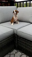 Poppy, a female Boxer for sale in Fredericksburg, OH – 2 of 4