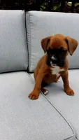 Lola, a female Boxer for sale in Fredericksburg, OH – 3 of 4