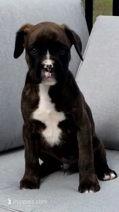 Baxter  – Boxer puppy for sale in Fredericksburg, OH
