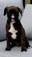 Baxter , a male Boxer for sale in Fredericksburg, OH – 1 of 4