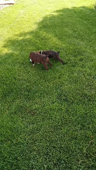 Bentley , a male Boxer for sale in Fredericksburg, OH – 4 of 4
