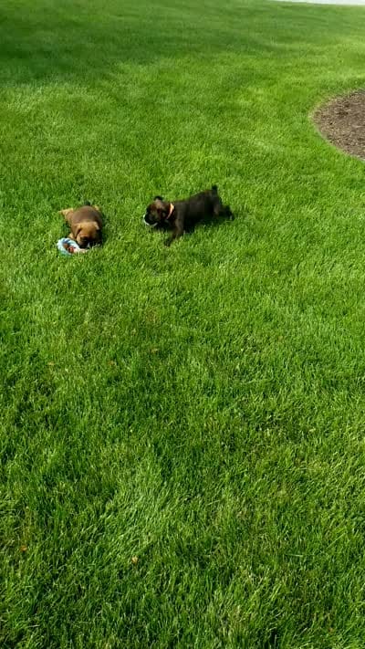 Baxter , a male Boxer for sale in Fredericksburg, OH – 4 of 4