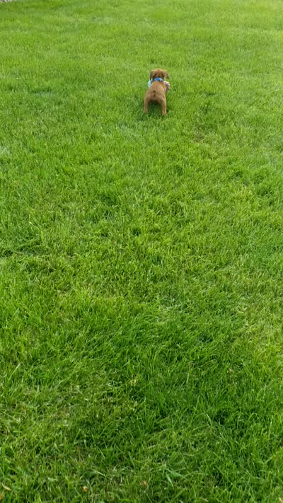 Max, a male Boxer for sale in Fredericksburg, OH – 5 of 5