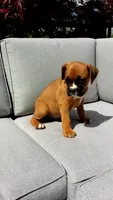 Max, a male Boxer for sale in Fredericksburg, OH – 4 of 5