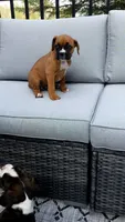 Max, a male Boxer for sale in Fredericksburg, OH – 3 of 5