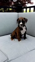 Bentley , a male Boxer for sale in Fredericksburg, OH – 2 of 4