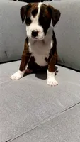 Piper, a female Boxer for sale in Fredericksburg, OH – 3 of 4