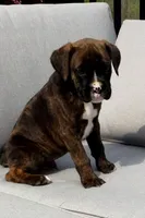 Baxter , a male Boxer for sale in Fredericksburg, OH – 3 of 4
