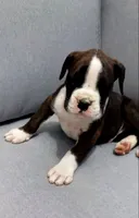 Cooper, a male Boxer for sale in Fredericksburg, OH – 2 of 5