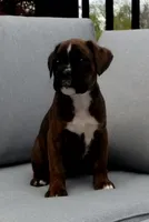 Izzy, a female Boxer for sale in Fredericksburg, OH – 2 of 5