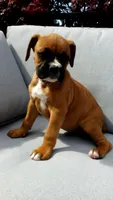 Max, a male Boxer for sale in Fredericksburg, OH – 2 of 5
