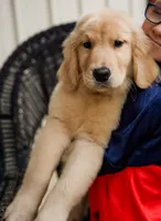 Olivia, a female Golden Retriever for sale in Millry, AL – Photo 2 of 2