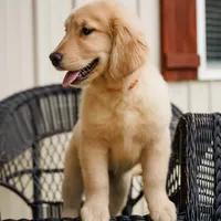 Olivia, a female Golden Retriever for sale in Millry, AL – Photo 1 of 2