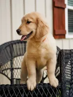 Olivia, a female Golden Retriever for sale in Millry, AL – Photo 1 of 2