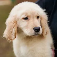 Paisley, a female Golden Retriever for sale in Millry, AL – Photo 3 of 3