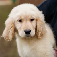Paisley, a female Golden Retriever for sale in Millry, AL – Photo 2 of 3