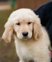Paisley, a female Golden Retriever for sale in Millry, AL – Photo 2 of 3