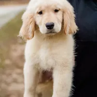 Paisley, a female Golden Retriever for sale in Millry, AL – Photo 1 of 3