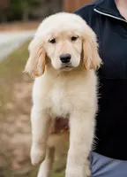 Paisley, a female Golden Retriever for sale in Millry, AL – Photo 1 of 3