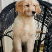 Yosie, a female Golden Retriever for sale in Millry, AL – Photo 3 of 4