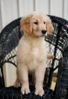 Yosie, a female Golden Retriever for sale in Millry, AL – Photo 3 of 4