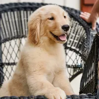 Yosie, a female Golden Retriever for sale in Millry, AL – Photo 2 of 4