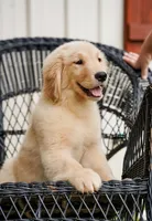 Yosie, a female Golden Retriever for sale in Millry, AL – Photo 2 of 4