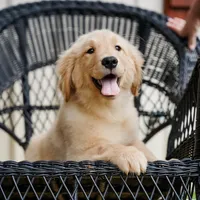 Yosie, a female Golden Retriever for sale in Millry, AL – Photo 4 of 4