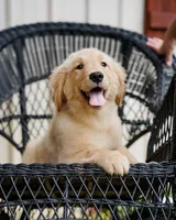 Yosie, a female Golden Retriever for sale in Millry, AL – Photo 4 of 4