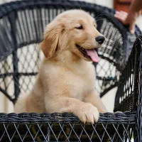 Yosie, a female Golden Retriever for sale in Millry, AL – Photo 1 of 4
