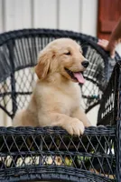 Yosie, a female Golden Retriever for sale in Millry, AL – Photo 1 of 4