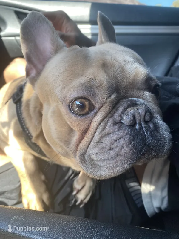 Carter – French Bulldog puppy for sale in Bloomington, IL