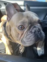 Carter, a male French Bulldog for sale in Bloomington, IL – 1 of 3