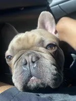 Carter, a male French Bulldog for sale in Bloomington, IL – 2 of 3