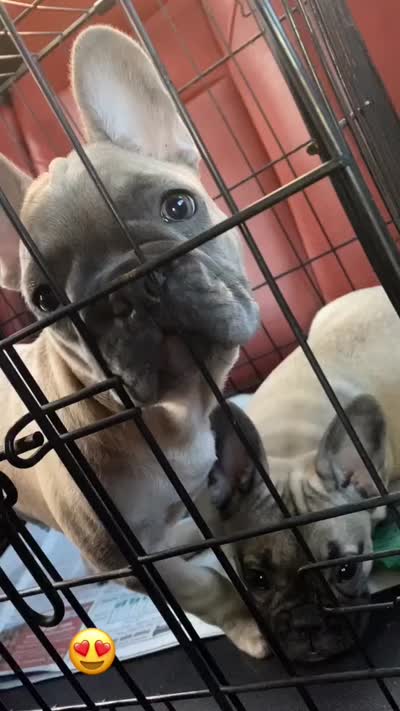 Carter, a male French Bulldog for sale in Bloomington, IL – 3 of 3