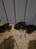 Stormys liter, a female Yorkshire Terrier for sale in Aiken, SC – 7 of 7