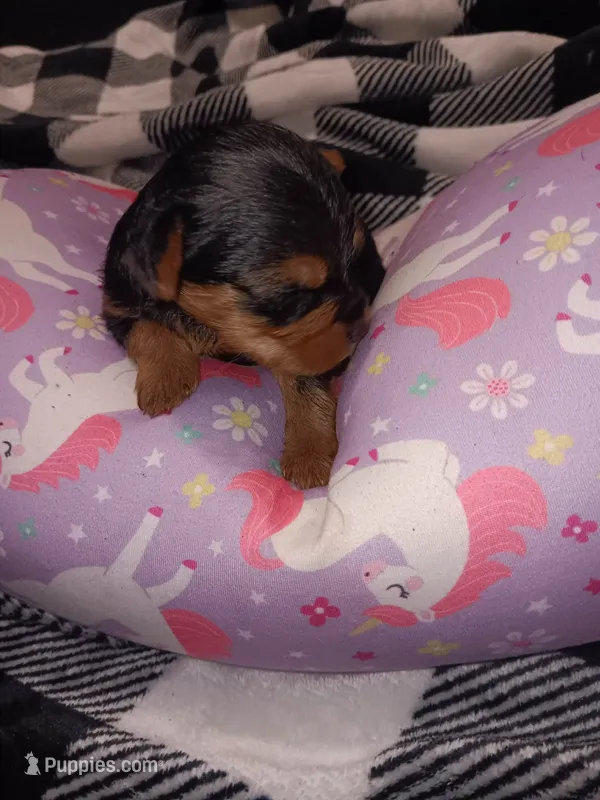 Female yorkie available  – Yorkshire Terrier puppy for sale in Aiken, SC