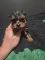 1st boy yokie pup , a male Yorkshire Terrier for sale in Aiken, SC – 2 of 2