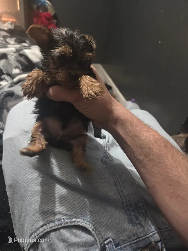 2nd boy yorkie  – Yorkshire Terrier puppy for sale in Aiken, SC