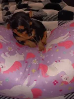 Female yorkie available , a female Yorkshire Terrier for sale in Aiken, SC – 2 of 2
